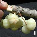 Tahitian gooseberry